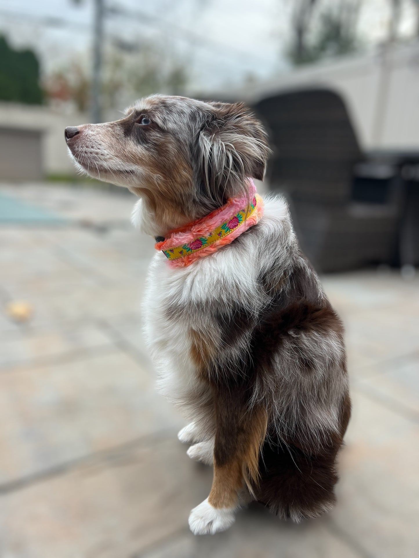 Happy Luxe Sunset Roses Large Dog Collar